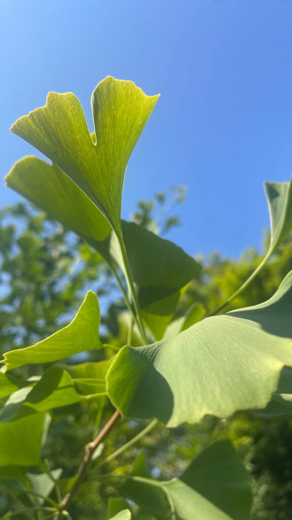 Ginkgo du jardin qui grandit grandit petit à petit (il en a fallu de la patience (-:) de petiteherboristerie.ch
