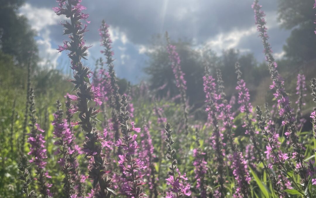 Partenaire de votre santé : la créatrice de radiantbeauty.ch, soigne l’image de soi et du lien au corps; vous accompagne vers des choix de beauté éclairés✨